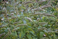 Agastache scrophulariifolia