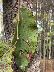Diospyros virginiana