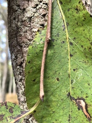 Diospyros virginiana