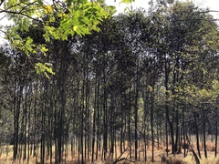 Diospyros virginiana