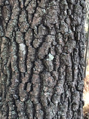 Diospyros virginiana