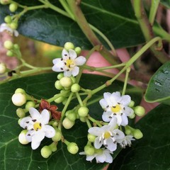 Ilex anomala