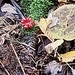 photo of Jack-in-the-pulpit (Arisaema triphyllum)
