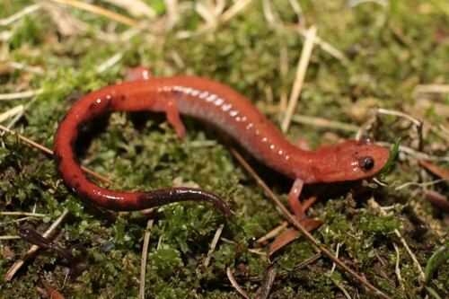 Eastern Red-backed Salamander, photo 9 of 10