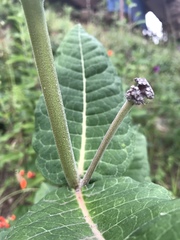 Asclepias otarioides