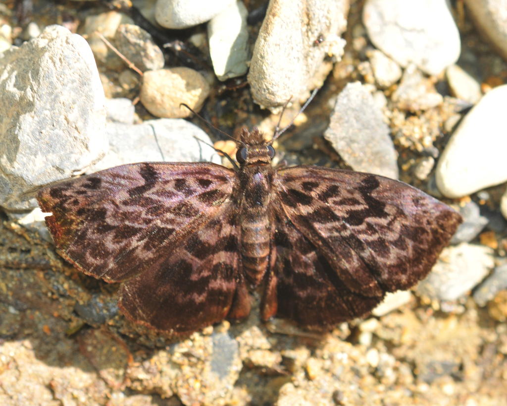 Cycloglypha tisias