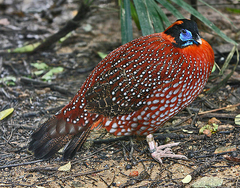 Temminck's Tragopan photo 3