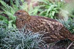 Temminck's Tragopan photo 2