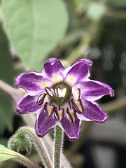 Capsicum pubescens