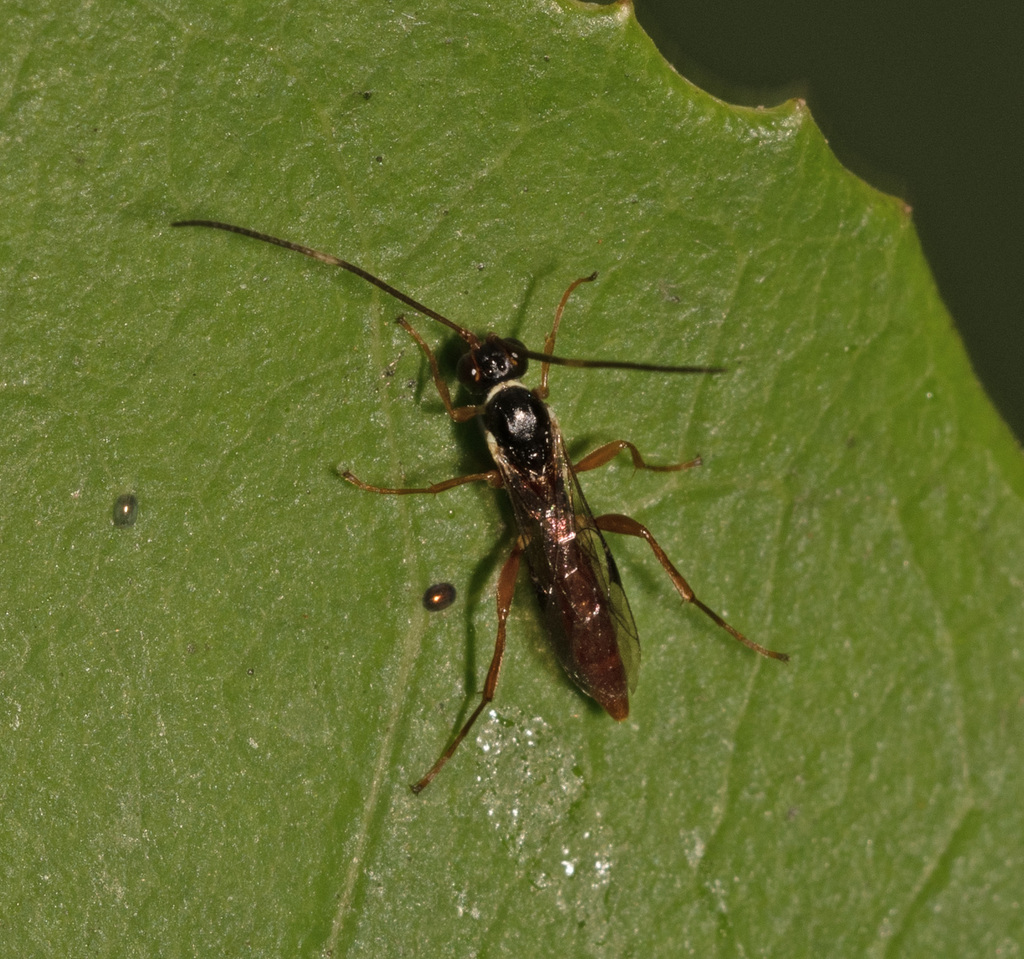 Ichneumonid Wasps From Hobart TAS, Australia On April 2, 2023 At 03:06 ...