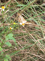 Anartia jatrophae guantanamo