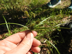 Cyperus retrorsus
