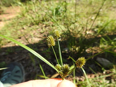 Cyperus retrorsus