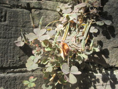 Oxalis corniculata