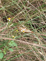 Anartia jatrophae guantanamo
