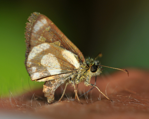 Central American Skipperling