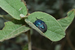 Pachycoris