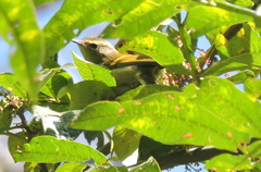 Phylloscopus pulcher