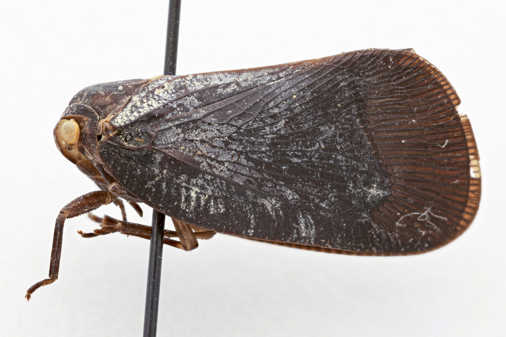 Ormenoflata pulverulenta