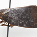 Hansenia pulverulenta - Photo no rights reserved, uploaded by University of Delaware Insect Research Collection