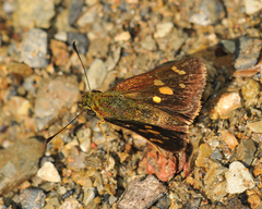 Dalla mesoxantha