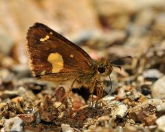 Dalla mesoxantha