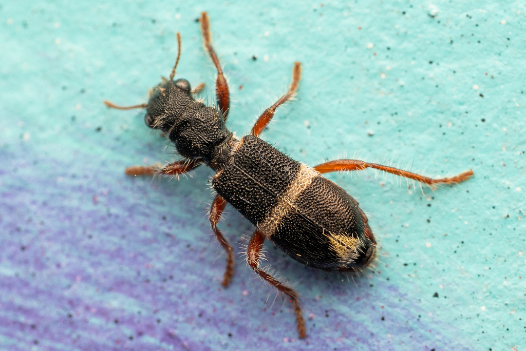 Lemidia