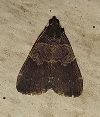 Hydrillodes lentalis