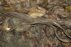 Northern Pencil Snake