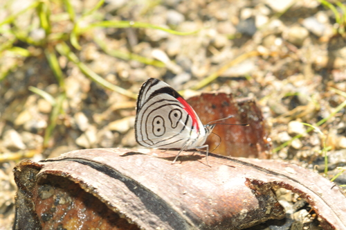 Diaethria euclides