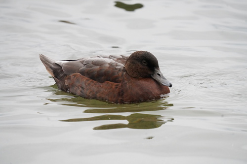 Mallard × Muscovy Duck