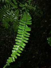 Asplenium nesioticum