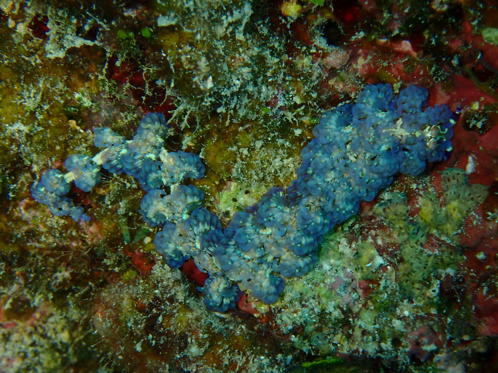Blue dragon