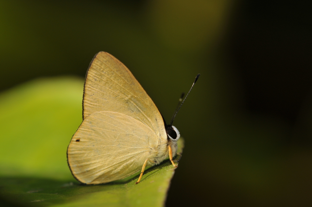 Euselasia bettina