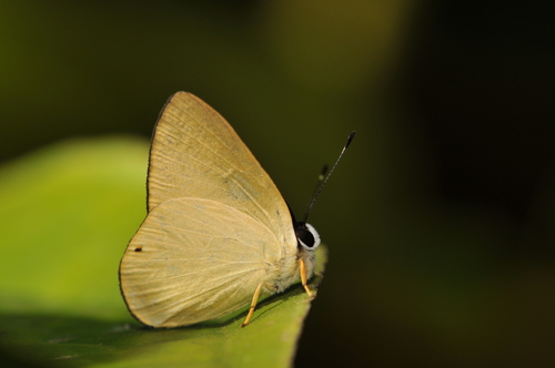 Euselasia bettina