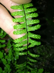 Asplenium nesioticum
