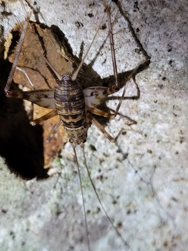 Uvaroviella