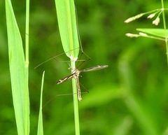 Tipula caloptera