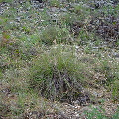Bouteloua hirsuta