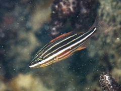 Spanish Flag Snapper photo 1
