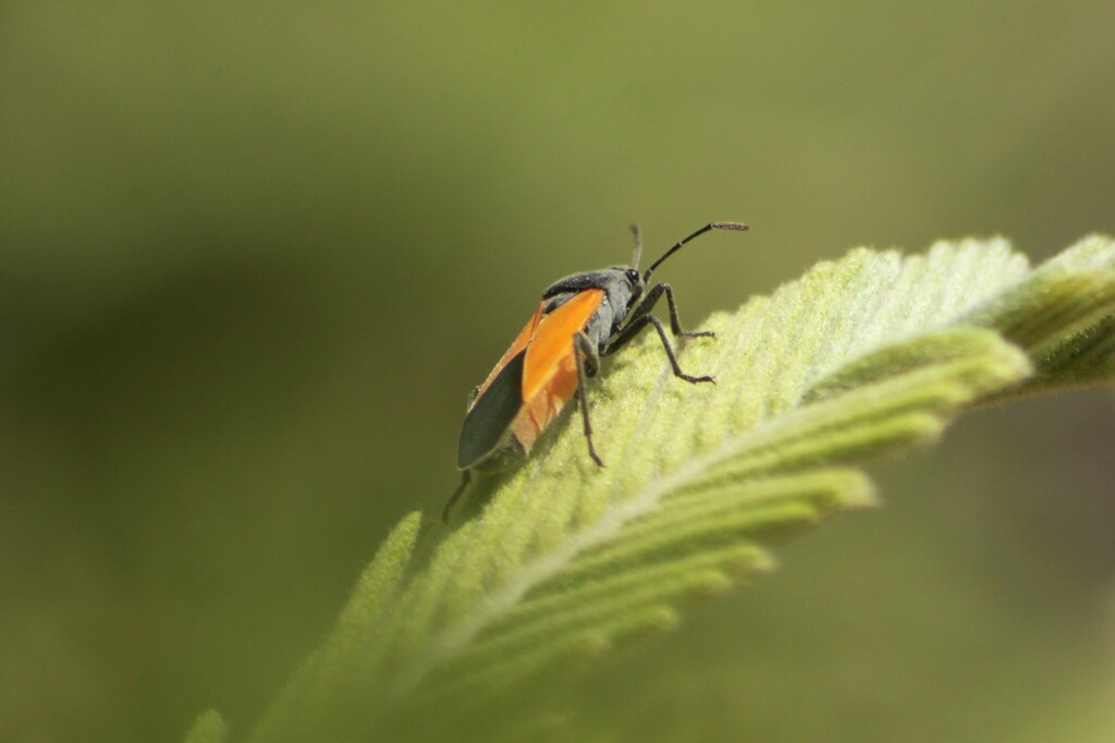 Melanopleurus inflatus