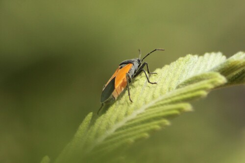 Melanopleurus inflatus