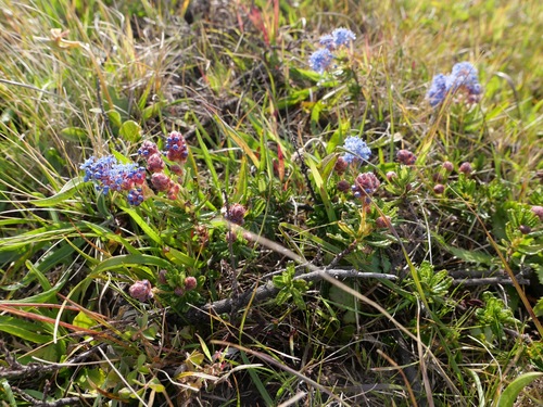 Image of Ceanothus hearstiorum by (c) paulexcoff, some rights reserved (CC BY-SA)