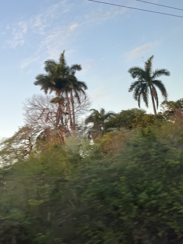 Royal Palm