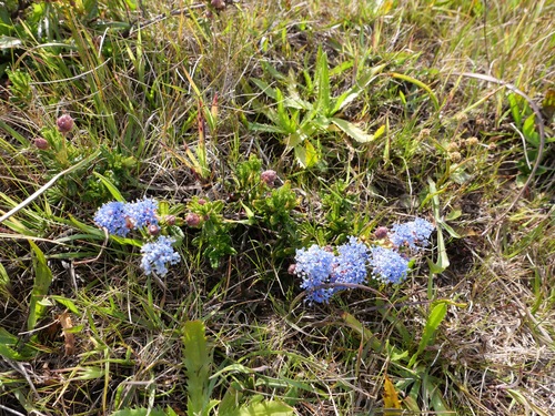 Image of Ceanothus hearstiorum by (c) paulexcoff, some rights reserved (CC BY-SA)