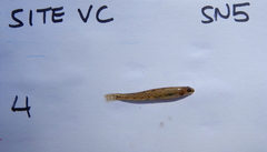 Etheostoma chlorosoma