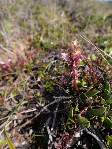 Image of Arroyo de La Cruz lousewort by (c) paulexcoff, some rights reserved (CC BY-SA)