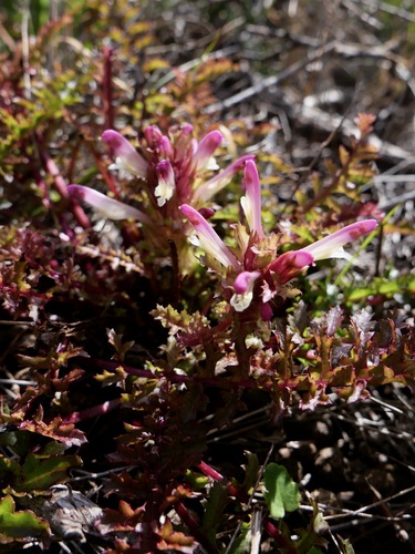 Arroyo de La Cruz lousewort (Pedicularis rigginsiae)