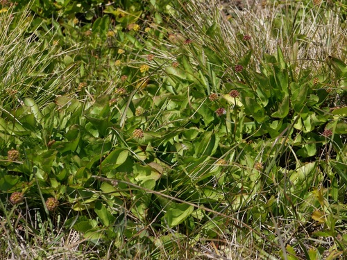 Image of Sanicula maritima by (c) paulexcoff, some rights reserved (CC BY-SA)