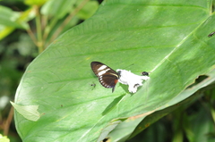 Heliconius cydno cydnides